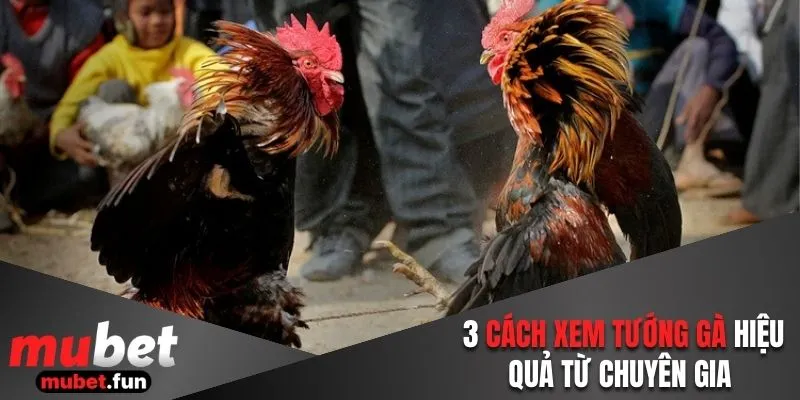 3 cách xem tướng gà hiệu quả từ chuyên gia 