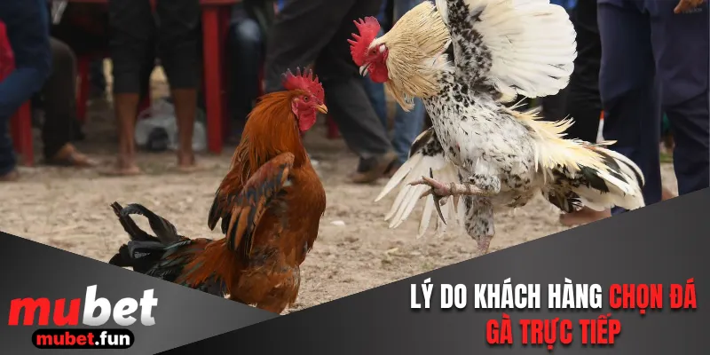Lý do khách hàng chọn đá gà trực tiếp